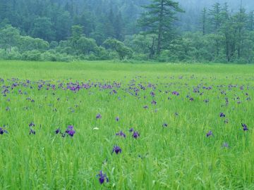 公認会計士川辺福俊事務所